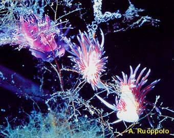 photo de Flabellina affinis et Cratena perigrina